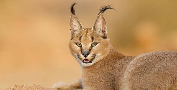 000-caracal