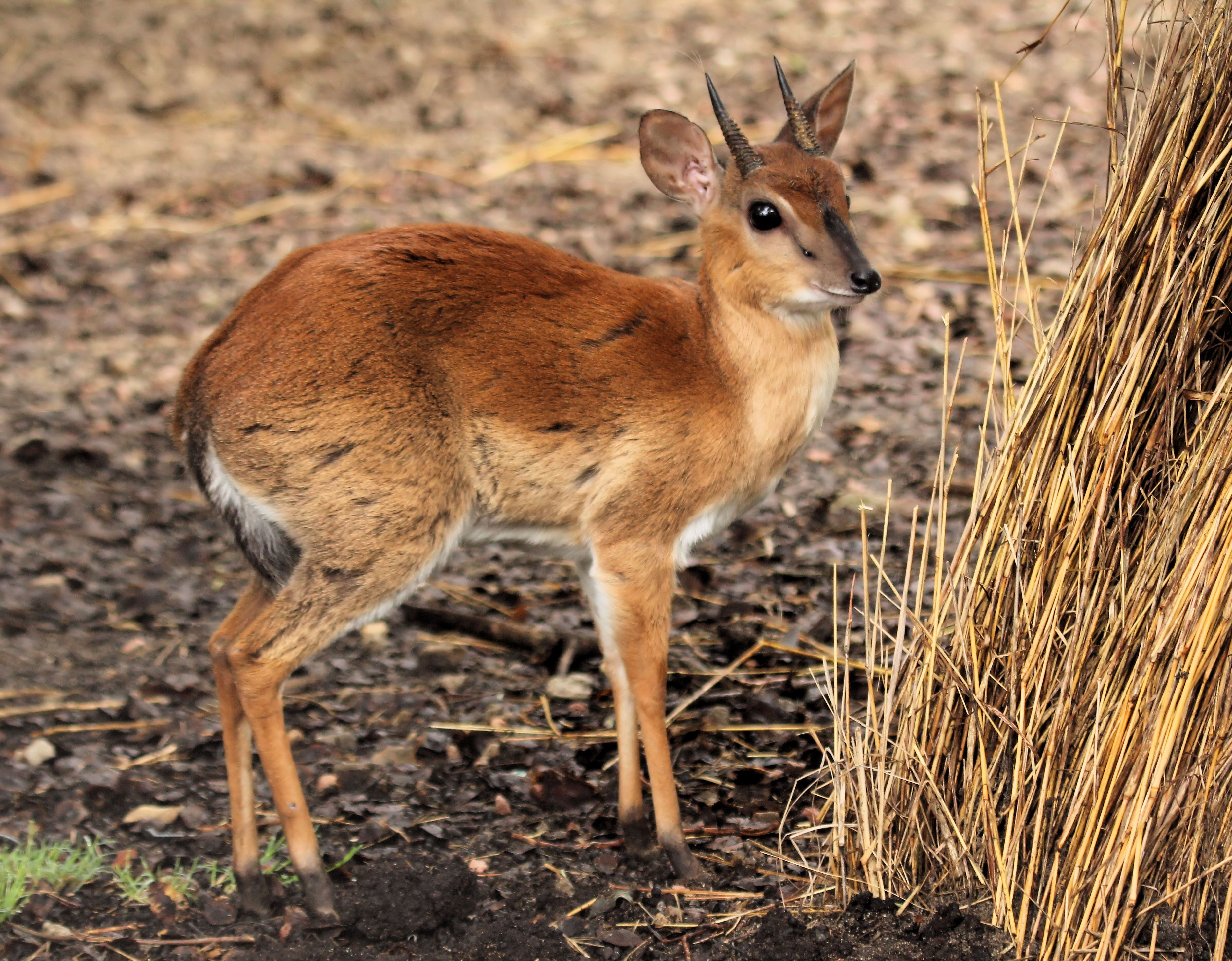 How do you call this animal? – A Cup of Think