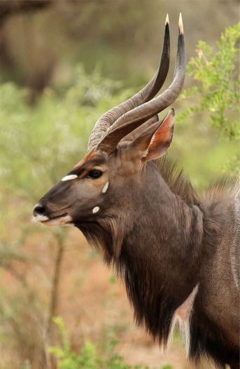 nyala